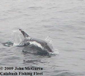 Dolphins1a